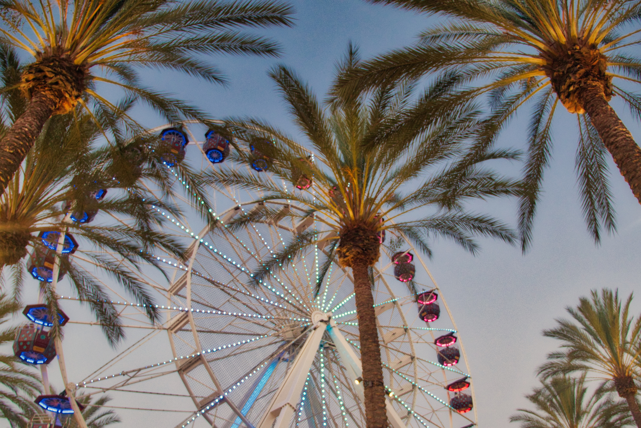 Ferris Wheel Surrounded by Palm Trees